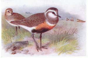 Dotterell, fra Birds of the British Isles and Their Eggs udgivet af Frederick Warne & Co Ltd, 1958