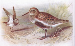 Dunlin (sommer og vinter), fra Birds of the British Isles and Their Eggs udgivet af Frederick Warne & Co Ltd, 1958 af Archibald Thorburn