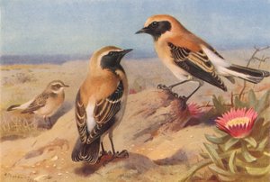 Eastern Pied Wheatear (hun), Black-Throated Wheatear, Desert-Wheatear (farvelitografi) af Archibald Thorburn