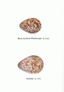 Æg: Red Necked Phalarope og Dunlin, fra Birds of the British Isles and Their Eggs udgivet af Frederick Warne & Co Ltd, 1958 af Archibald Thorburn