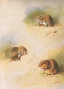 Field Vole, Bank Vole og Orkney Vole, fra Thorburns Mammals udgivet af Longmans og Co, ca. 1920 af Archibald Thorburn