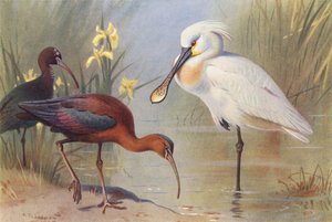 Glat ibis (voksen og umoden), skestork (farvelitografi) af Archibald Thorburn