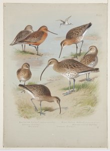 Godwits and curlews, ca. 1915 (akvarel & kropsfarve over blyant om bord) af Archibald Thorburn