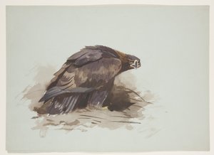 Kongeørn, ca. 1915 (akvarel & kropsfarve over blyant på papir) af Archibald Thorburn