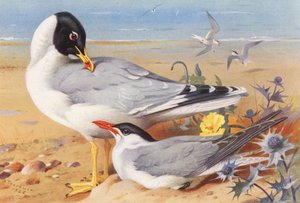 Stor sorthovedet måge, kaspisk terne (farvelitografi) af Archibald Thorburn