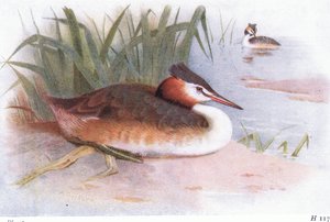Stor nakkedykker af Archibald Thorburn