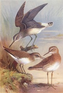 Grøn sandspringer, almindelig sandspringer, skovsneppe (farvelitografi) af Archibald Thorburn