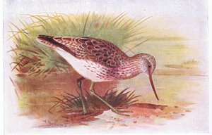 Greenshank, fra Birds of the British Isles and Their Eggs udgivet af Frederick Warne & Co Ltd, 1958 af Archibald Thorburn