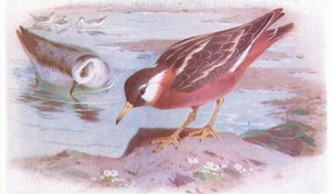 Grey Phalarope (sommer og efterår), fra Birds of the British Isles and Their Eggs udgivet af Frederick Warne & Co Ltd, 1958