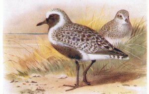 Grey Plover, fra Birds of the British Isles and Their Eggs udgivet af Frederick Warne & Co Ltd, 1958