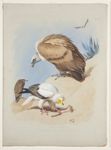 Griffin grib og egyptisk grib, ca. 1915 (akvarel & kropsfarve over blyant på papir) af Archibald Thorburn
