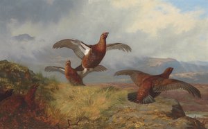 Ryper i flugt af Archibald Thorburn