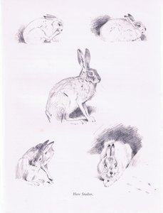 Harestudier, 1938 af Archibald Thorburn