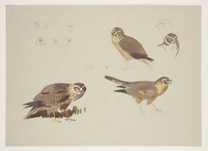 Harrier and ruff, ca. 1915 (akvarel & kropsfarve over blyant på papir) af Archibald Thorburn