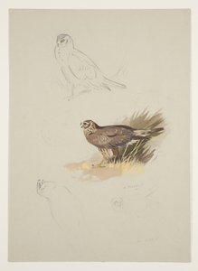 Harrier, ca. 1915 (akvarel og kropsfarve over blyant på papir) af Archibald Thorburn