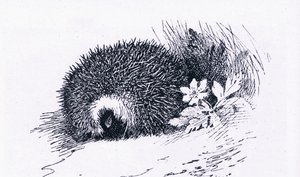 Hedgehog, Nature in Britain udgivet af Collins, 1946 af Archibald Thorburn