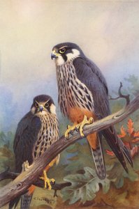 Hobby (mand og kvinde) (farvelitografi) af Archibald Thorburn