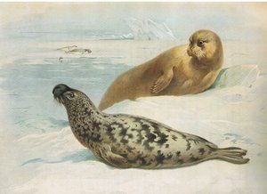 Hooded Seal and Bearded Seal, fra Thorburns Pattedyr udgivet af Longmans og Co, ca. 1920 af Archibald Thorburn