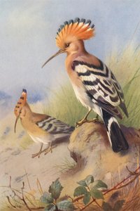 Hoopoe (farvelitografi) af Archibald Thorburn