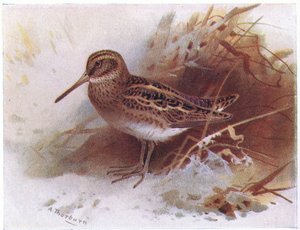Jack Snipe, fra Birds of the British Isles and Their Eggs udgivet af Frederick Warne & Co Ltd, 1958