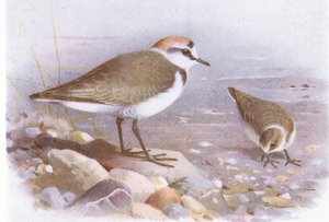 Kentish Plover, fra Birds of the British Isles and Their Eggs udgivet af Frederick Warne & Co Ltd, 1958 af Archibald Thorburn
