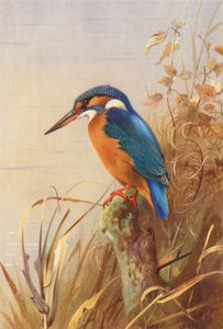 Kingfisher (farvelitografi) af Archibald Thorburn