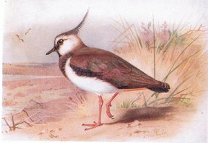 Lapwing, fra Birds of the British Isles and Their Eggs udgivet af Frederick Warne & Co Ltd, 1958