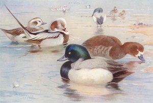 Langhalet and (han og hun), Scaup-and (han og hun) (farvelitografi) af Archibald Thorburn