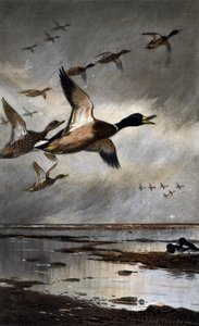 Græsænder i flugt af Archibald Thorburn
