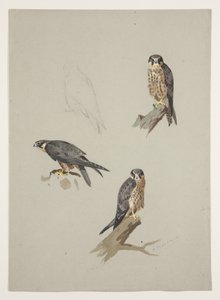 Merlin mand, ca. 1915 (akvarel & kropsfarve over blyant på papir) af Archibald Thorburn
