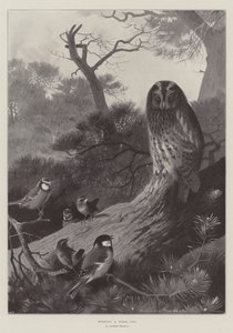 Mobber en Skov-ugle