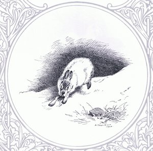 Mountain Hare, pub. af Book Club Associates af Archibald Thorburn