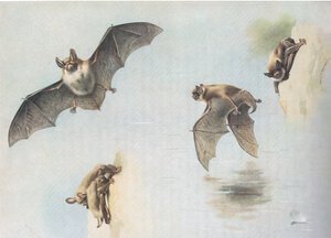 Natterers Bat og Daubentons Bat, fra Thorburns Mammals udgivet af Longmans og Co, ca. 1920 af Archibald Thorburn