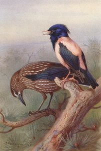 Nøddeknækker, rosenfarvet stær (farvelitografi) af Archibald Thorburn