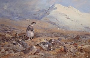 På rypegrunden (akvarel) af Archibald Thorburn