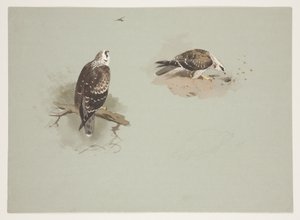 Bleg honningvåge, ca. 1915 (akvarel og kropsfarve over blyant på papir) af Archibald Thorburn