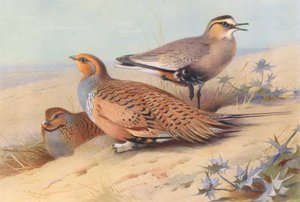 Pallas-sandhøne (han og hun), hjejle (farvelitografi) af Archibald Thorburn