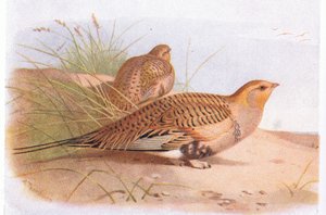 Pallass Sand Grouse, fra Birds of the British Isles and Their Eggs udgivet af Frederick Warne & Co Ltd, 1958