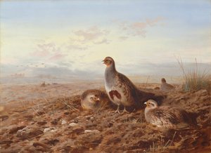 Agerhøns blandt stubbe af Archibald Thorburn