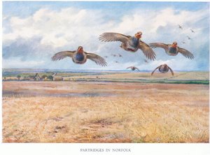Stierne i Norfolk, 1938 af Archibald Thorburn