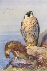 Vandrefalk (farvelitografi) af Archibald Thorburn