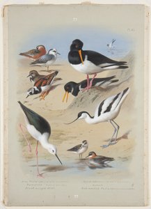 Phaleropes, østerscatcher, avocet, turnstone og stylte, ca. 1915 (akvarel & kropsfarve med gummi arabicum over blyant om bord) af Archibald Thorburn