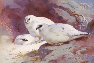 Rype (han og hun, vinter) (farvelitografi) af Archibald Thorburn
