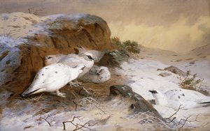 Rype i sneen af Archibald Thorburn