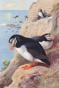 Lundefugl (farvelitografi) af Archibald Thorburn