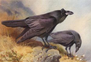 Ravn (farvelitografi) af Archibald Thorburn
