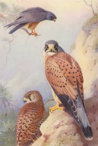 Rødfodet falk, tårnfalk (han og hun) (farvelitografi) af Archibald Thorburn