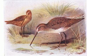 Red Breasted Snipe, fra Birds of the British Isles and Their Eggs udgivet af Frederick Warne & Co Ltd, 1958