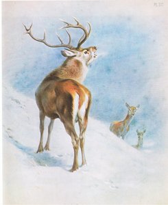 Rødhjort, værtshus. af Book Club Associates af Archibald Thorburn