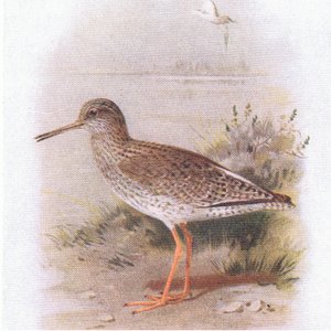 Rødstjert, fra Birds of the British Isles and Their Eggs udgivet af Frederick Warne & Co Ltd, 1958 af Archibald Thorburn